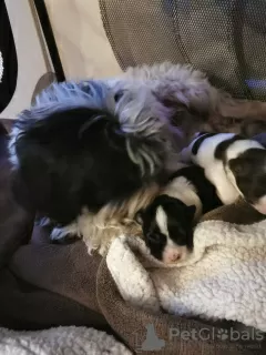 Additional photos: Chocolate And White Male Havanese Puppy