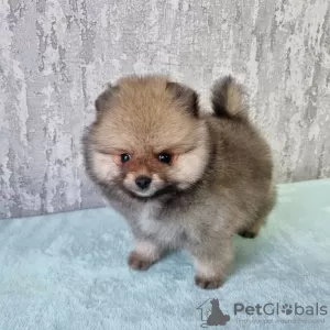 Additional photos: Gorgeous little pomeranian bears