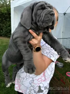 Photo №1. neapolitan mastiff - for sale in the city of Eindhoven | 454$ | Announcement № 46198