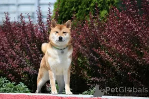 Additional photos: Shiba Inu puppies from BCU/FCI kennel