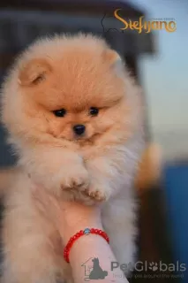 Photo №2 to announcement № 84089 for the sale of pomeranian - buy in Serbia 