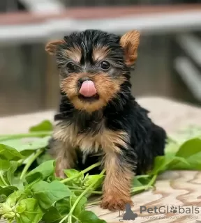 Photo №2 to announcement № 127564 for the sale of beaver yorkshire terrier - buy in United States 