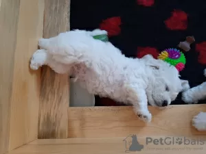 Additional photos: bichon frize