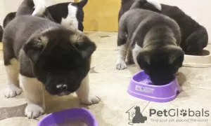 Photo №3. American Akita Puppies. Ukraine