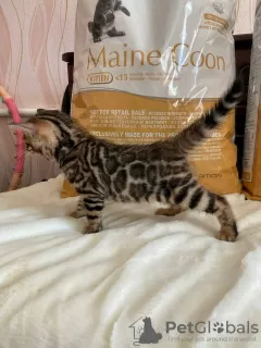 Additional photos: Bengal gorgeous girl for breeding