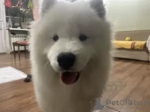 Photo №3. Samoyed girl and boy. Ukraine