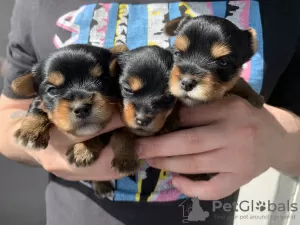 Additional photos: Yorkshire terrier puppies