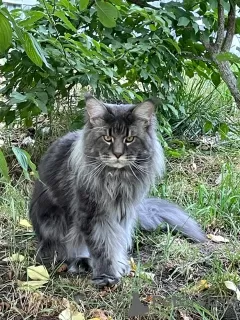 Additional photos: Maine Coon kittens