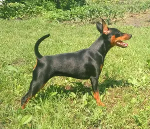 Additional photos: Miniature pinscher puppies from the champion of Ukraine