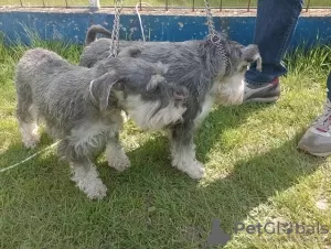 Additional photos: Miniature schnauzer - pepper salt