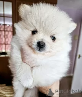 Photo №2 to announcement № 112164 for the sale of pomeranian - buy in United States 