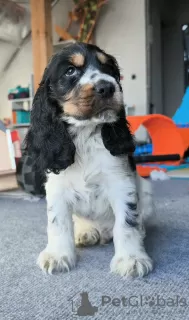 Additional photos: English cocker spaniel