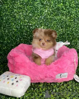 Additional photos: Fluffy Furballs Of Joy; Adorable Pomeranians Seeking Forever Homes