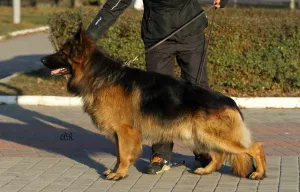 Additional photos: purebred puppy of a German shepherd