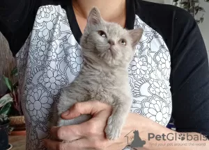 Additional photos: The British Shorthair Kittens