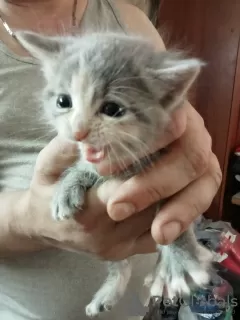 Additional photos: Fluffy kittens from a Persian cat