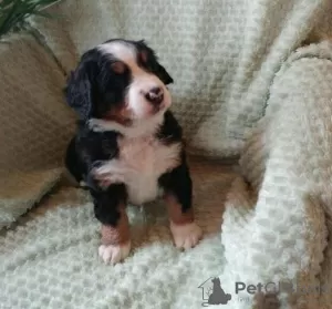 Photo №1. bernese mountain dog - for sale in the city of Berlin | 370$ | Announcement № 116846