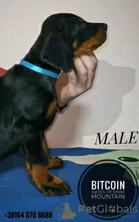 Additional photos: doberman puppies