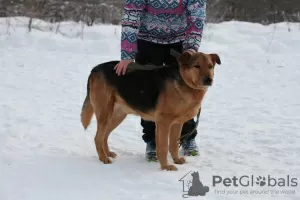 Photo №3. The wonderful dog Steve dreams of a home.. Russian Federation