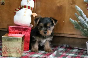 Photo №3. GORGEOUS MINIATURE YORKSHIRE TERRIER. Germany