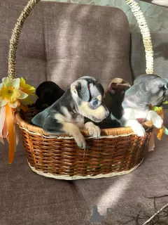 Additional photos: Selling toy terrier puppies