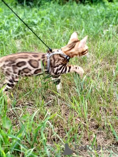 Additional photos: Bengal kittens for sale