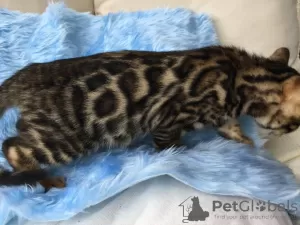 Photo №2 to announcement № 107607 for the sale of bengal cat - buy in Germany private announcement