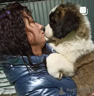 Photo №3. Pedigree St. Bernard puppies for sale. Russian Federation