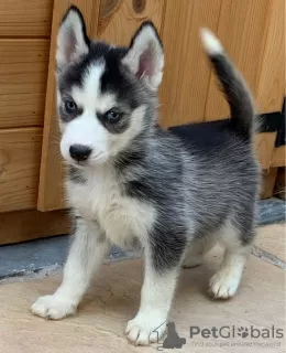 Photo №2 to announcement № 96960 for the sale of siberian husky - buy in Finland private announcement