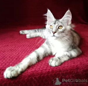 Photo №1. maine coon - for sale in the city of Barnaul | negotiated | Announcement № 43452