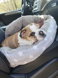 Additional photos: English Bulldog 2.5 months