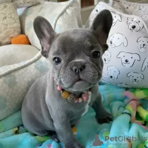 Photo №3. Süße Französische Bulldogge Welpen zu verkaufen. Germany