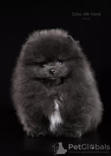 Photo №1. pomeranian - for sale in the city of Nizhny Novgorod | negotiated | Announcement № 95851