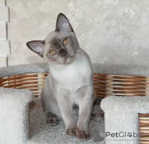 Photo №2 to announcement № 63440 for the sale of burmese cat - buy in Belarus from nursery, breeder