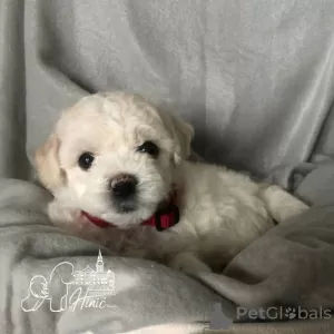 Additional photos: Bichon Frize puppies