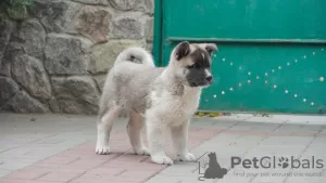 Photo №4. I will sell american akita in the city of Zaporizhia. private announcement - price - 600$