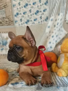 Photo №1. french bulldog - for sale in the city of Zaporizhia | 427$ | Announcement № 8962