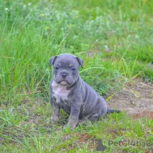 Additional photos: ambulli puppies