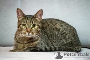 Photo №3. Cat Capitalina is looking for a home. Russian Federation