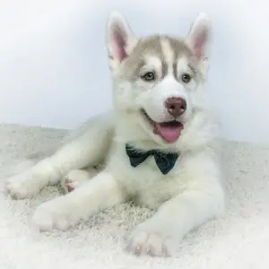 Photo №4. I will sell siberian husky in the city of Yalutorovsk. breeder - price - 403$