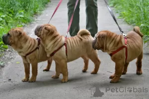 Photo №4. I will sell shar pei in the city of Kaluga. private announcement - price - negotiated