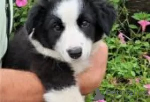 Photo №2 to announcement № 128836 for the sale of australian shepherd - buy in Finland breeder