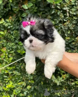 Photo №2 to announcement № 100081 for the sale of shih tzu - buy in Netherlands breeder