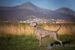 Additional photos: High-breed Weimar Hound puppies