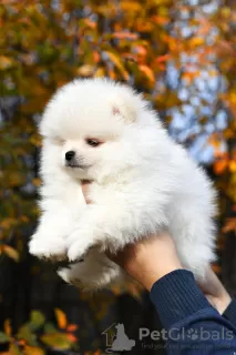 Photo №3. Exclusive pomeranian. Russian Federation