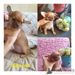 Additional photos: Chihuahua puppies for sale