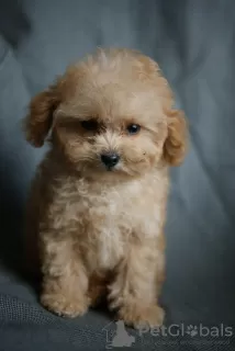 Photo №3. Luxurious boy maltipoo micro mini, tikap. Germany