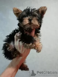 Additional photos: Baby-face Yorkie puppies are completely ready to go.