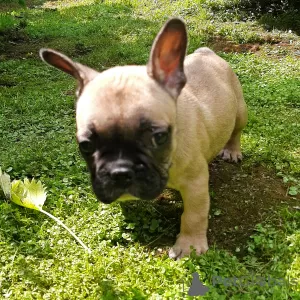 Additional photos: french bulldog puppies for sale