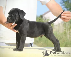 Additional photos: Cane Corso puppies for sale